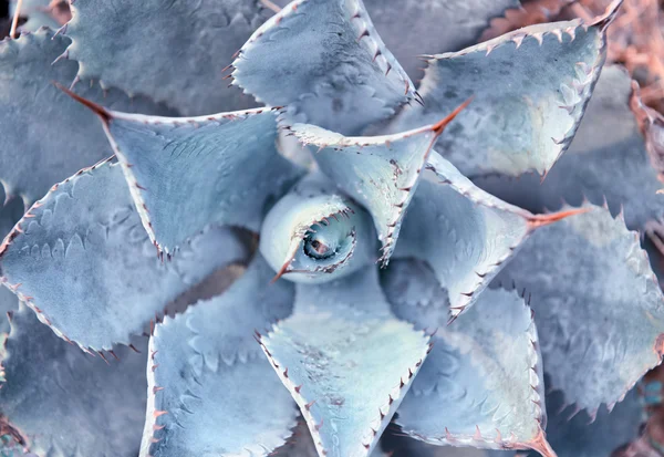 Agave kaktus — Stockfoto