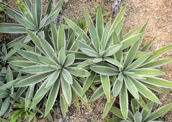 Cactus de agave — Foto de Stock