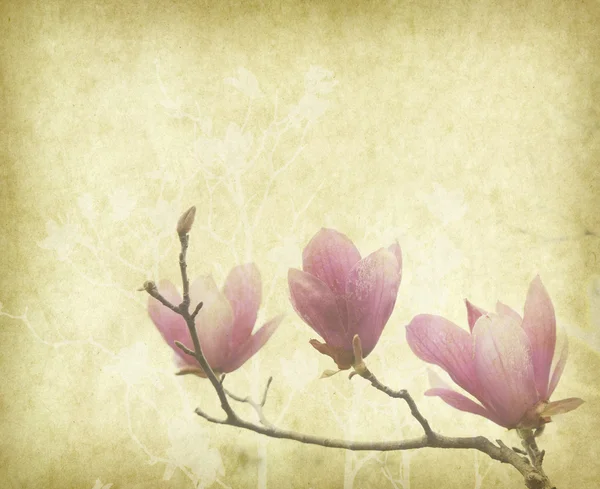 Magnolia blomma med gamla antika vintage papper bakgrund — Stockfoto