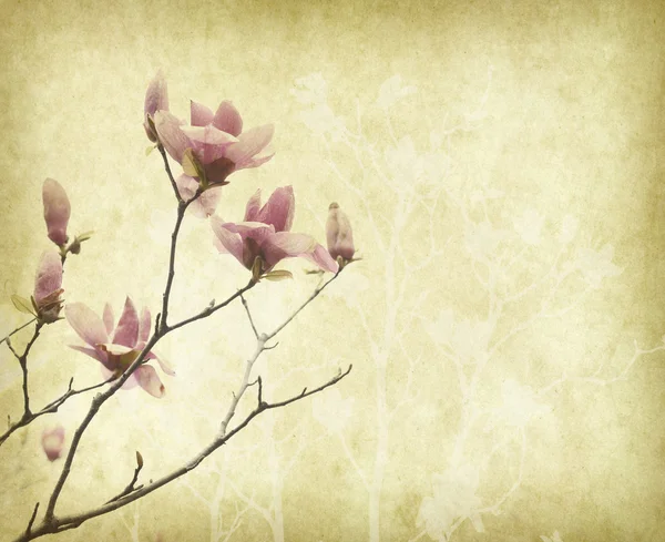 Květ Magnolie s staré antické vinobraní papír na pozadí — Stock fotografie
