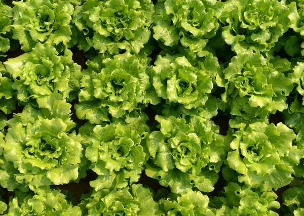 Roślina sałata w dziedzinie — Zdjęcie stockowe
