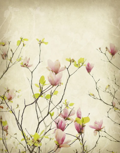Magnolia blomma med gamla antika vintage papper bakgrund — Stockfoto