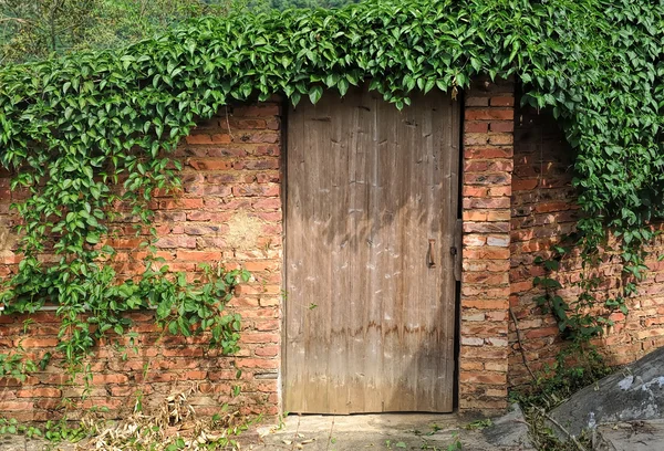 Дверь и стена, покрытые плющом — стоковое фото