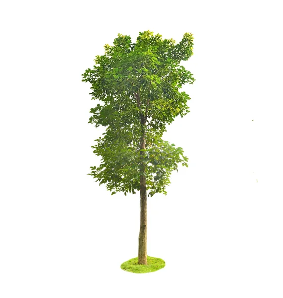 Plant tree — Stock Photo, Image