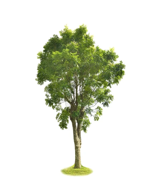 Roślina drzewo — Zdjęcie stockowe