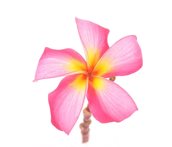 Plumeria bloemen geïsoleerd op wit — Stockfoto