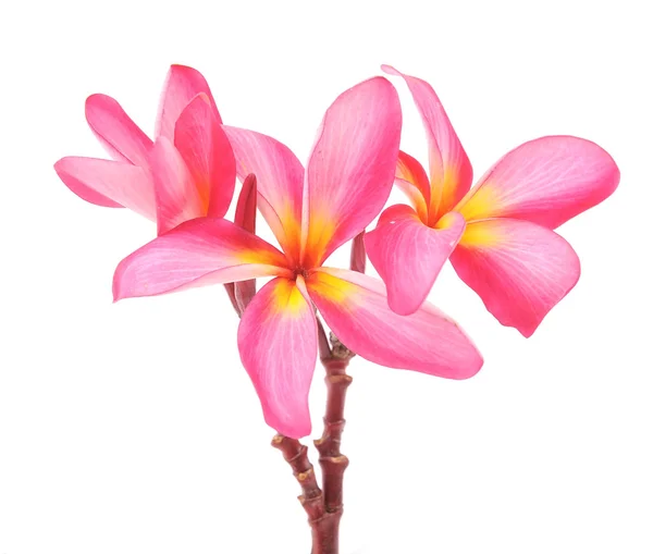 Plumeria flores isoladas em branco — Fotografia de Stock