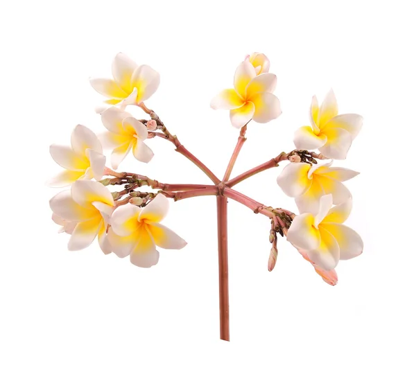 Plumeria λουλούδια που απομονώνονται σε λευκό — Φωτογραφία Αρχείου