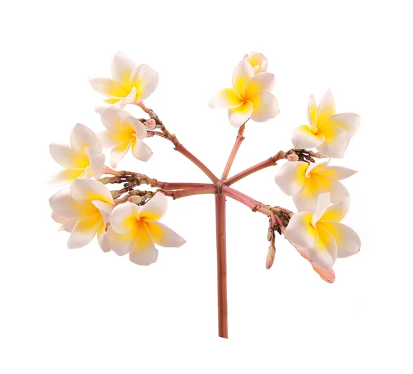 Plumeria fleurs isolées sur blanc — Photo