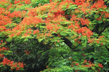 Sivri uçlu ağaç yaprakları.