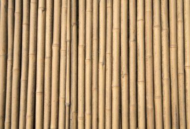 ışık altın bambu arka plan