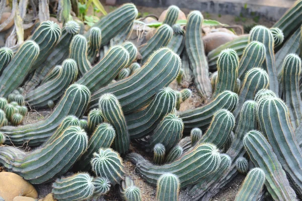 Feuilles pointues de plantes d'agave — Photo