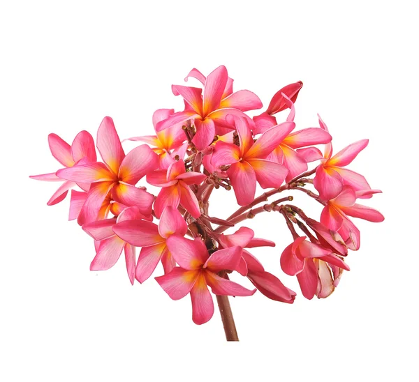 Plumeria çiçekler üzerinde beyaz izole — Stok fotoğraf