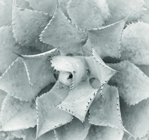 Scharfe spitze Blätter der Agave — Stockfoto