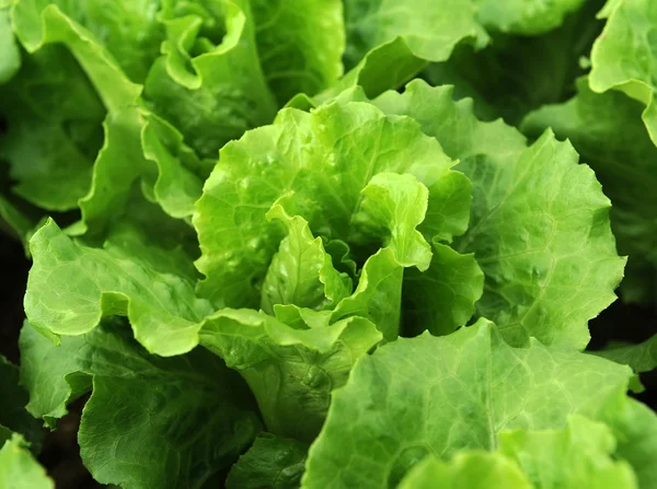 Lettuce plant in field — Stock Photo, Image