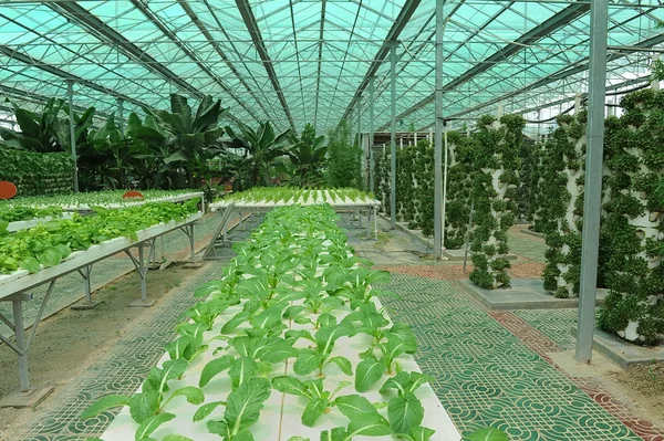 Hydroponic çiftlik — Stok fotoğraf