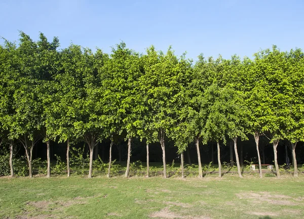 Árboles verdes de verano en el parque —  Fotos de Stock