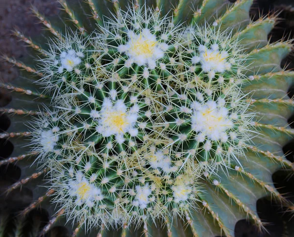 Sharp pointed agave plant leaves — Stock Photo, Image