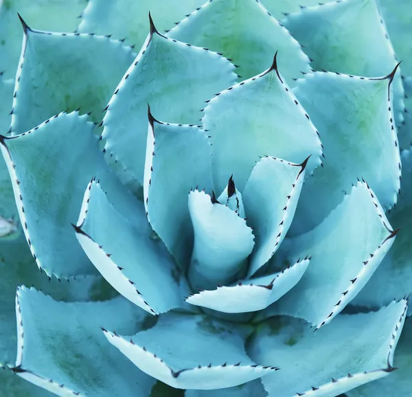 Sharp pointed agave plant leaves — Stock Photo, Image