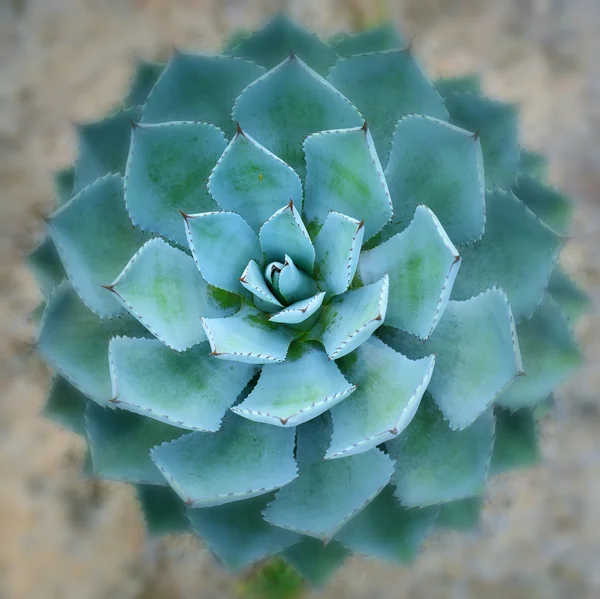 Skarpa spetsiga agave planta blad — Stockfoto