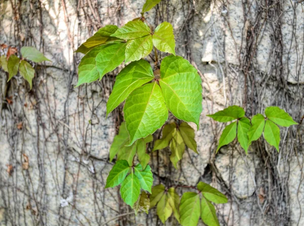 Ivy leaves isolated on a white background — Stock Photo, Image