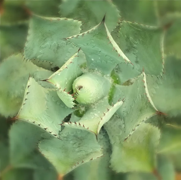 Scharfe spitze Blätter der Agave — Stockfoto