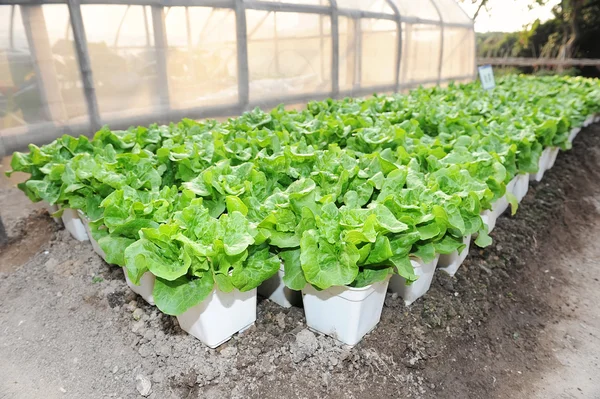 Lettuce plant in field — Stock Photo, Image