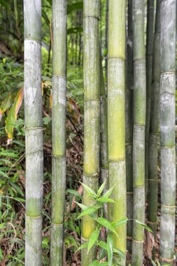 Bambu ormanı. tropikal orman içinde ağaçlar arka plan