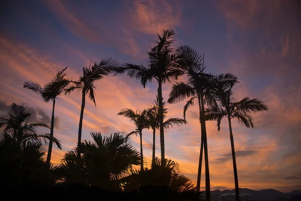 Παλάμη δέντρο σιλουέτα στο παραδεισένιο ηλιοβασίλεμα στην παραλία — Φωτογραφία Αρχείου