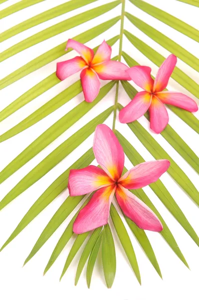 Plumeria flores closeup em folhas verdes — Fotografia de Stock