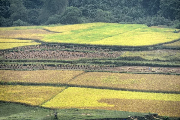 Colheita de arroz paddy — Fotografia de Stock