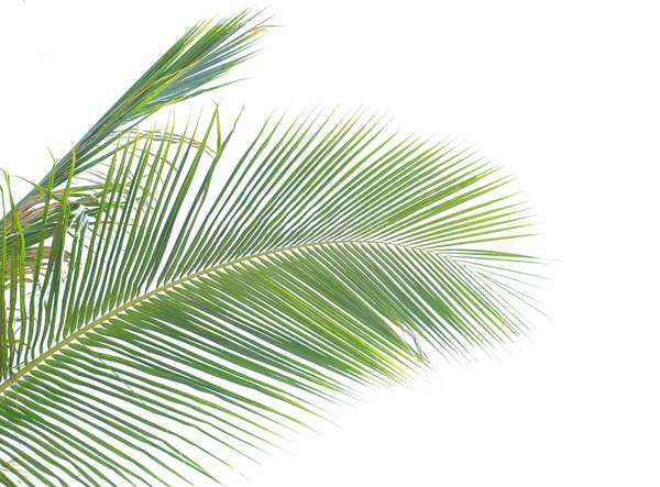 Palmier isolé sur fond blanc — Photo