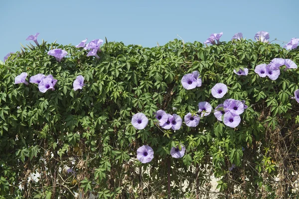 Green Foliage Wall background — Stock Photo, Image