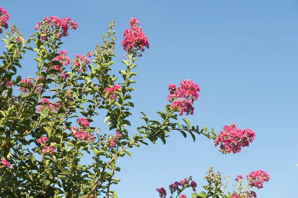 Crepe myrtle flowers — Stock Photo, Image