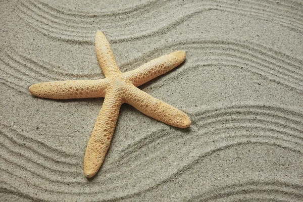 Zeester en schelpen met frame op het strand, vakantie herinneringen — Stockfoto