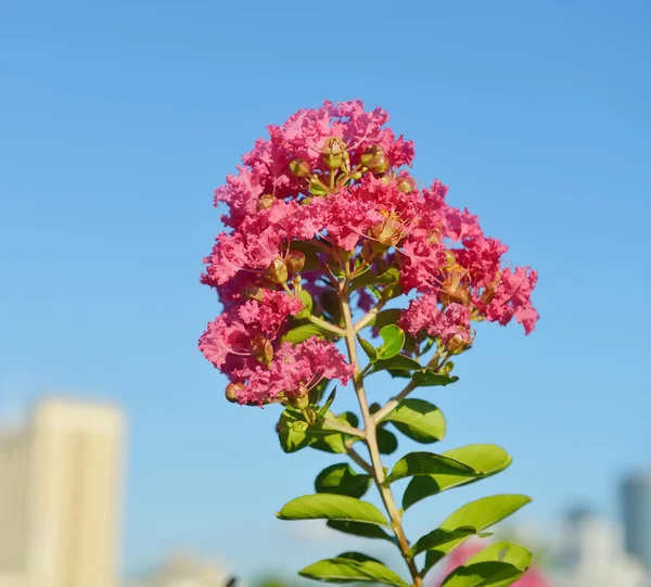 Crepe myrtle flowers — Stock Photo, Image