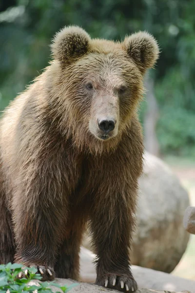 Braunbär-Porträt — Stockfoto