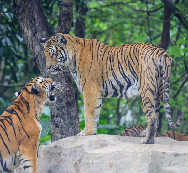 Tiger in seinem natürlichen Lebensraum — Stockfoto