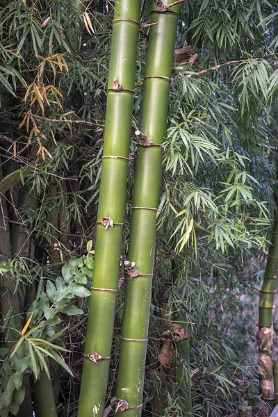 Bambusblätter isoliert auf weißem Hintergrund — Stockfoto