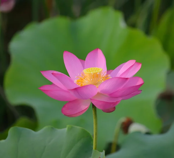 Blommande lotusblomma — Stockfoto