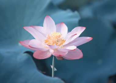 çiçek açan lotus çiçeği