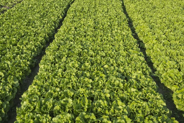 Lechuga en el campo — Foto de Stock