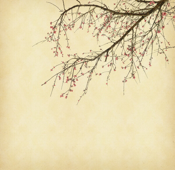 Spring plum blossom blossom on Old antique vintage paper backgro