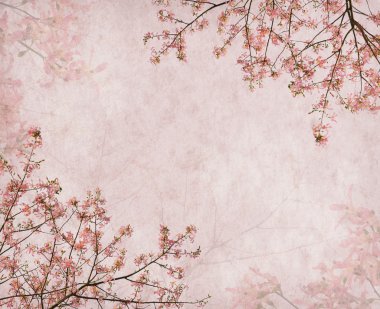 İpek ipi ağaç, chorisia speciosa, eski çiçek çiçekler