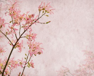 İpek ipi ağaç, chorisia speciosa, eski çiçek çiçekler