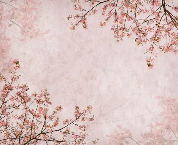 Flowers of the Silk Floss Tree, Chorisia Speciosa,blossom on Old — Stock Photo, Image