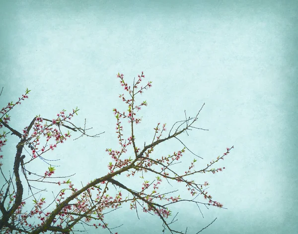 Plum blossom on old antique vintage paper background — Stock Photo, Image