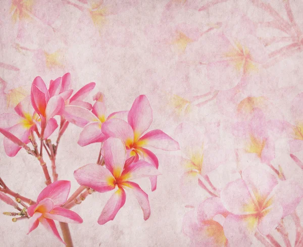 Frangipani o plumeria fiore tropicale con vecchio grunge antico p — Foto Stock