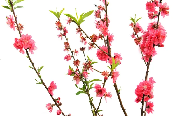 Pink blossoms — Stock Photo, Image