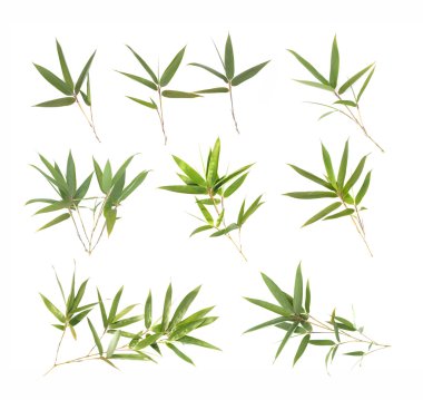 Beyaz arkaplanda izole edilmiş bambu yaprakları